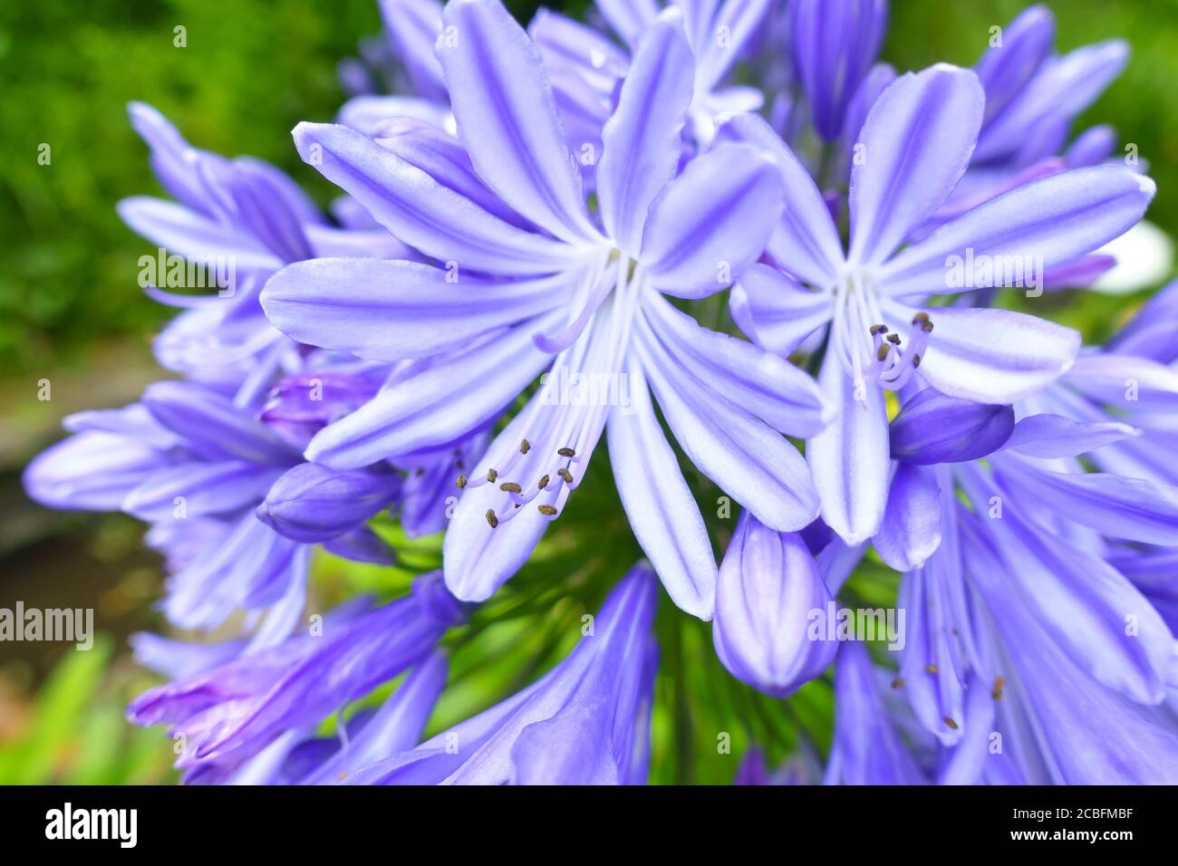 Close-up of blue agapanthus flowers, soft light, nostalgic and romantic background texture. Stock Photo