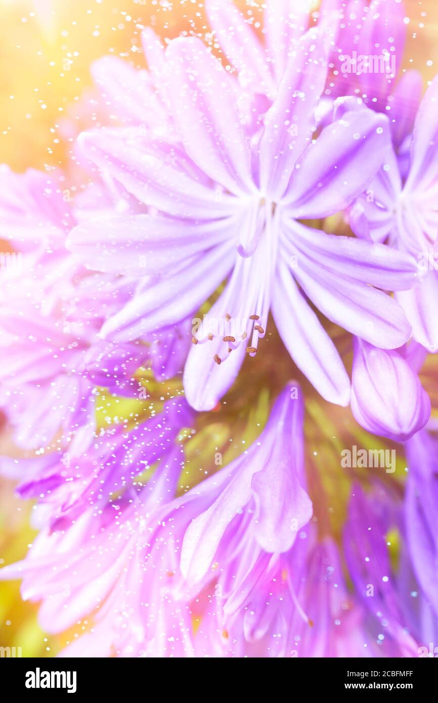 Close-up of purple agapanthus flowers, soft light, nostalgic and romantic background texture. Stock Photo