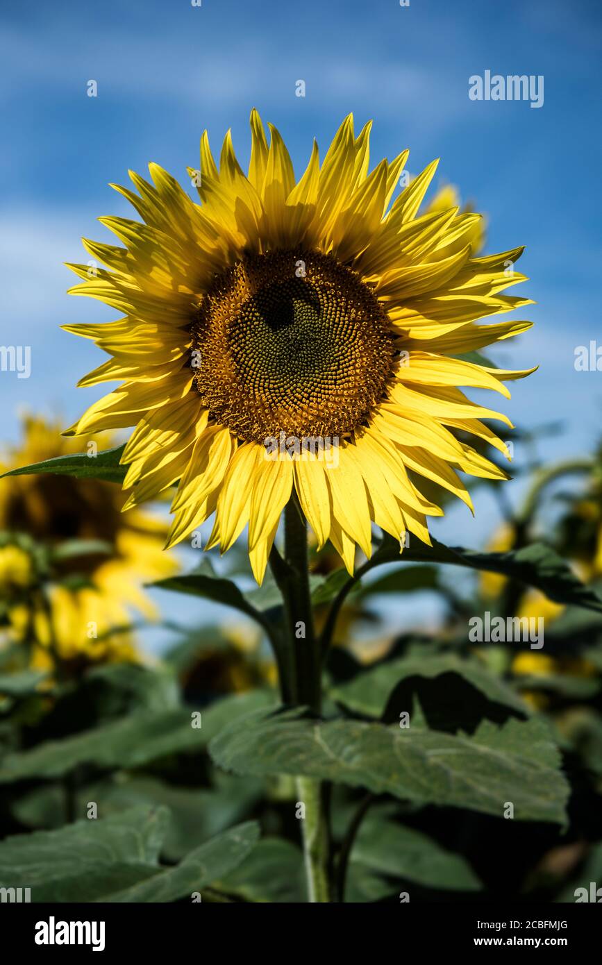sunflower in a field Stock Photo - Alamy