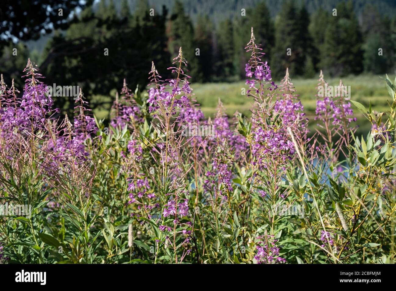 Dwarf fireweed (a species of willowherbs) grows in the Grand Teton National Park of Wyoming Stock Photo