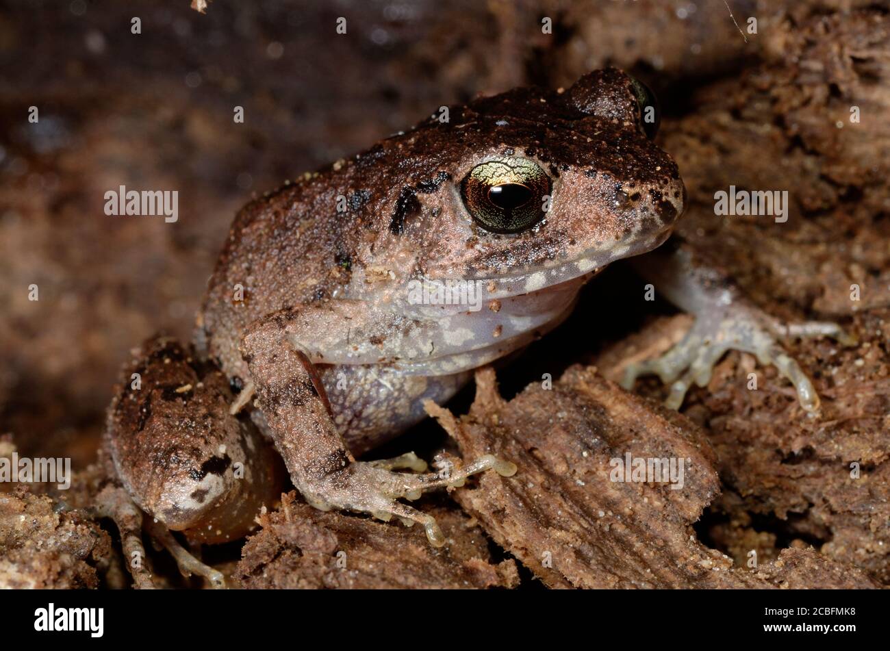Small toad with golden eyes Stock Photo