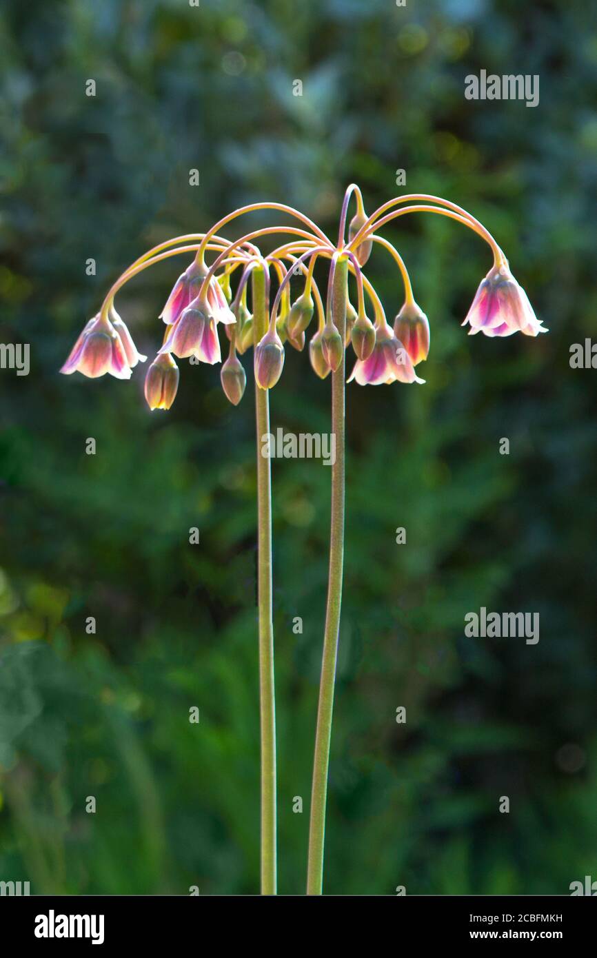 mediterraniean bells or honey lily flowers, nostalgic and romantic floral background texture. Stock Photo