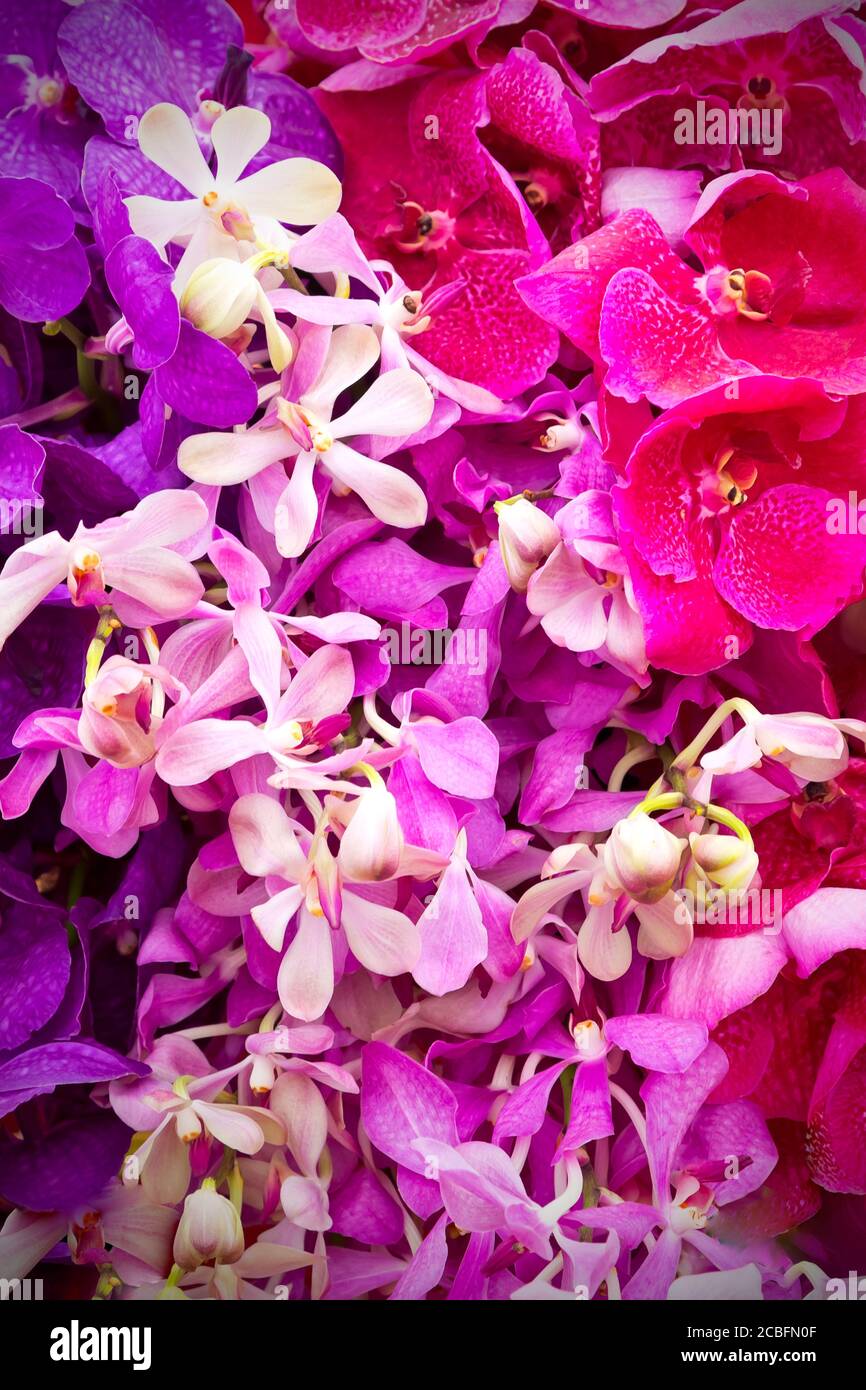 Close-up of purple, pink and white orchid flowers, romantic floral background texture. Stock Photo