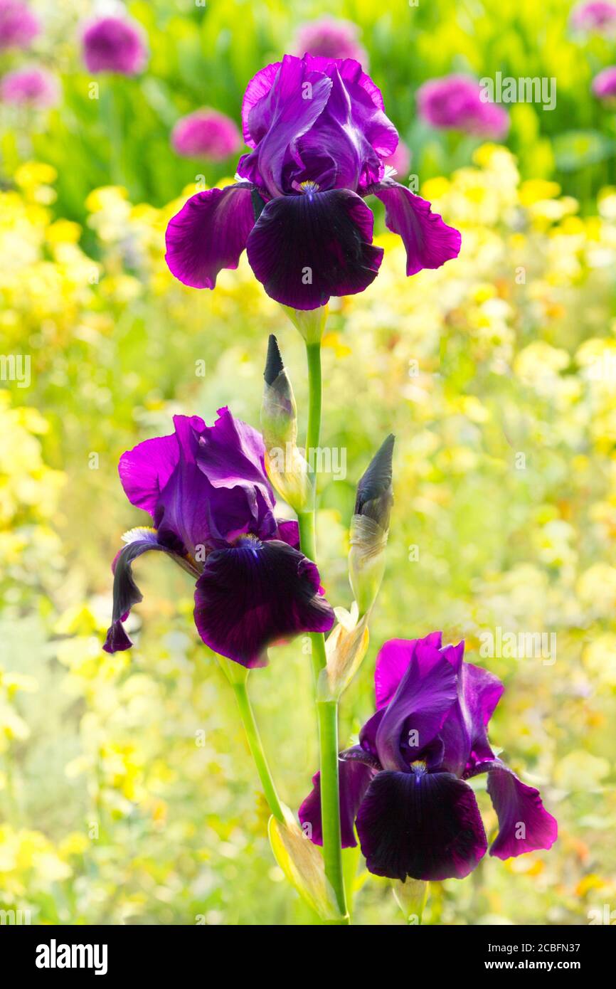 Purple violet iris flowers on yellow background in soft light. Stock Photo