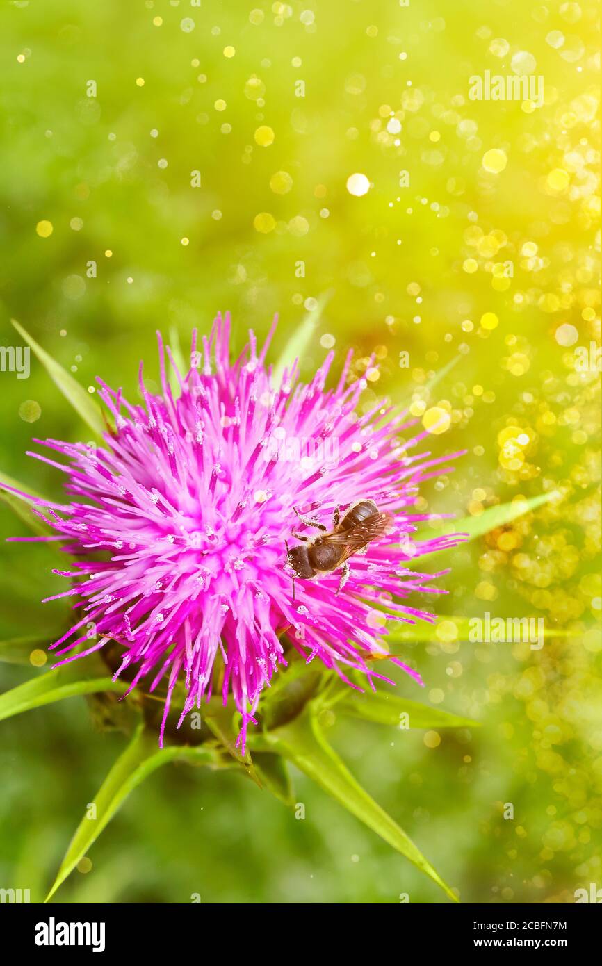 Close-up of one honey bee on a purple thistle flower in sparkling bright light, copy space. Stock Photo
