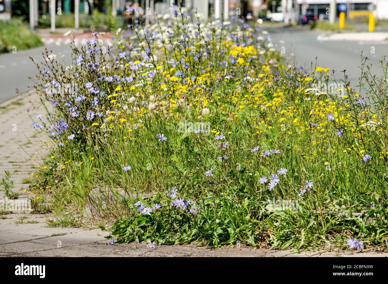 Chicory and other wildflowers grow exuberantly on a small green strip between the road and a foot and bicycle path  in the town of Zwolle, The Netherl Stock Photo