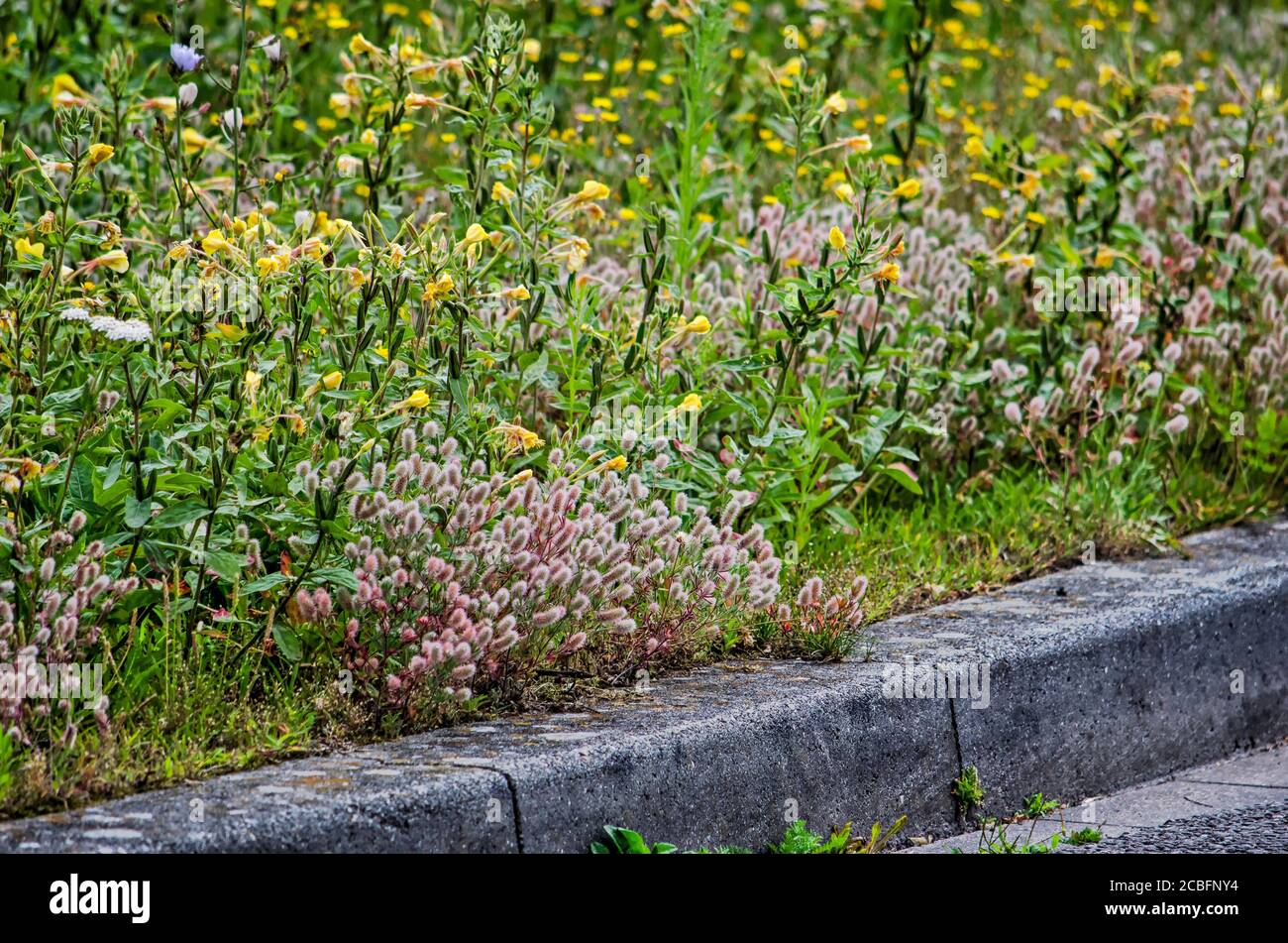 Evening-primrose, hare's-foot clover and other wildflowers growing by the roadside in summer in the town of Zwolle, The Netherlands Stock Photo