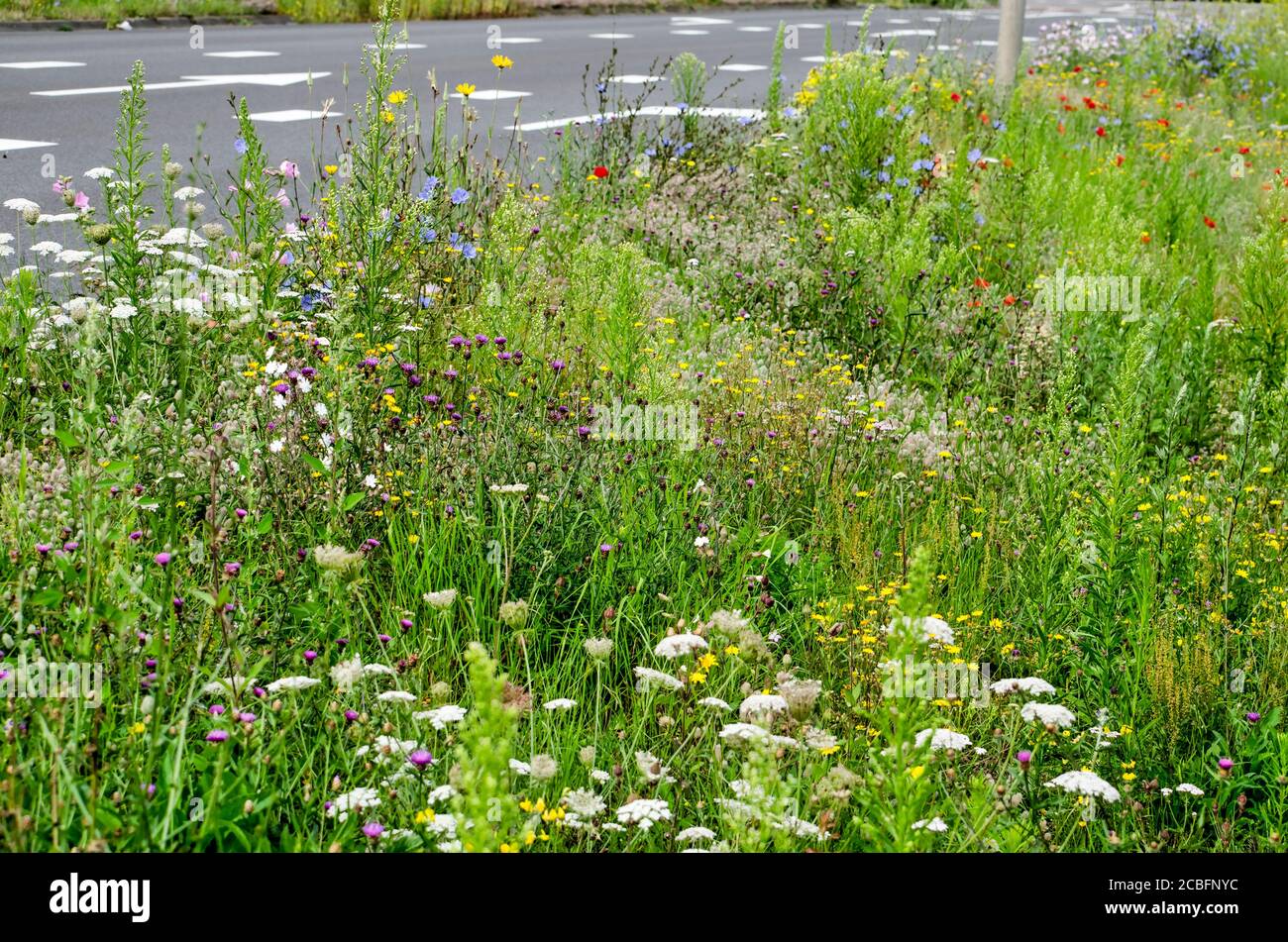 Tall grass and wildflowers in various colors grow plentyful by the side of a main traffic road  in summer in the town of Zwolle, The Netherlands Stock Photo