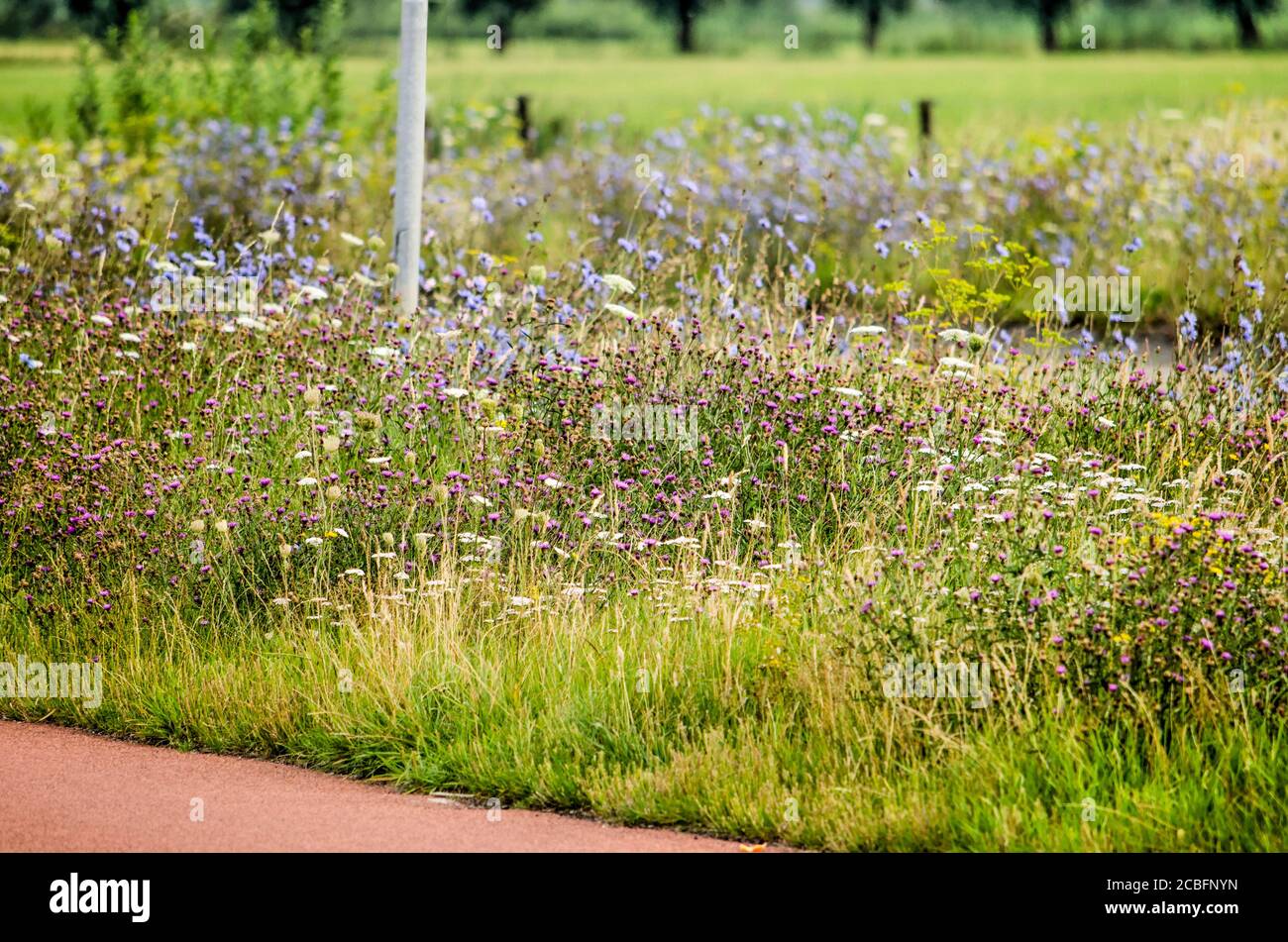 Wildflowers, including clover and chicory grow abundantly by the side of a red asphalt bicycle lane  in summer in the town of Zwolle, The Netherlands Stock Photo