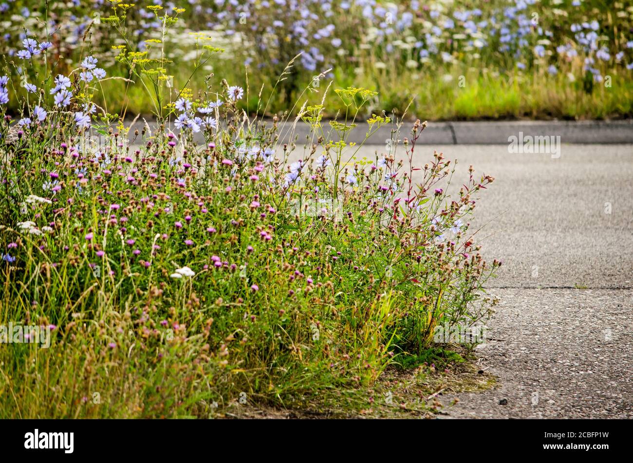 Asphalt road with with an abundance of chicory, thistle and other wildflowers in summer in the town of Zwolle, The Netherlands Stock Photo