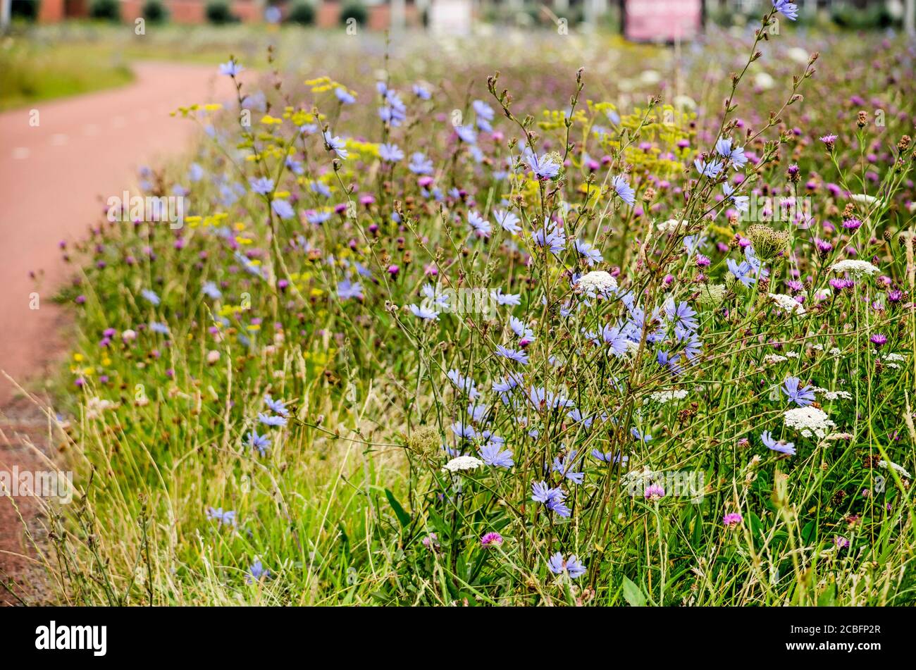 chicory and other wildflowers growing in abundance by the side of a red asphalt bicycle lane  in summer in the town of Zwolle, The Netherlands Stock Photo