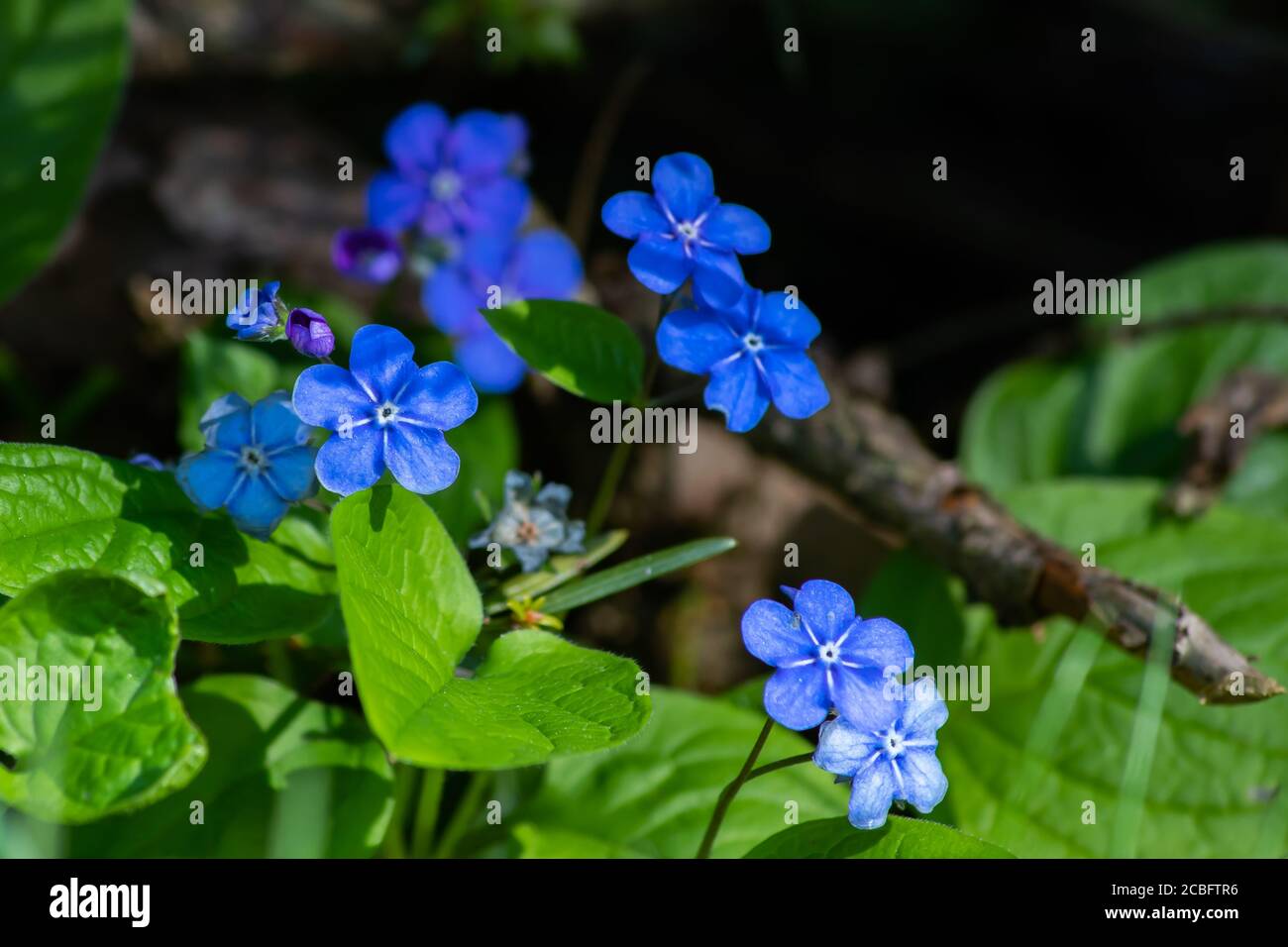 Spring Not Flowers Forget-me-not flowers in spring garden, macro photography Stock Photo ...