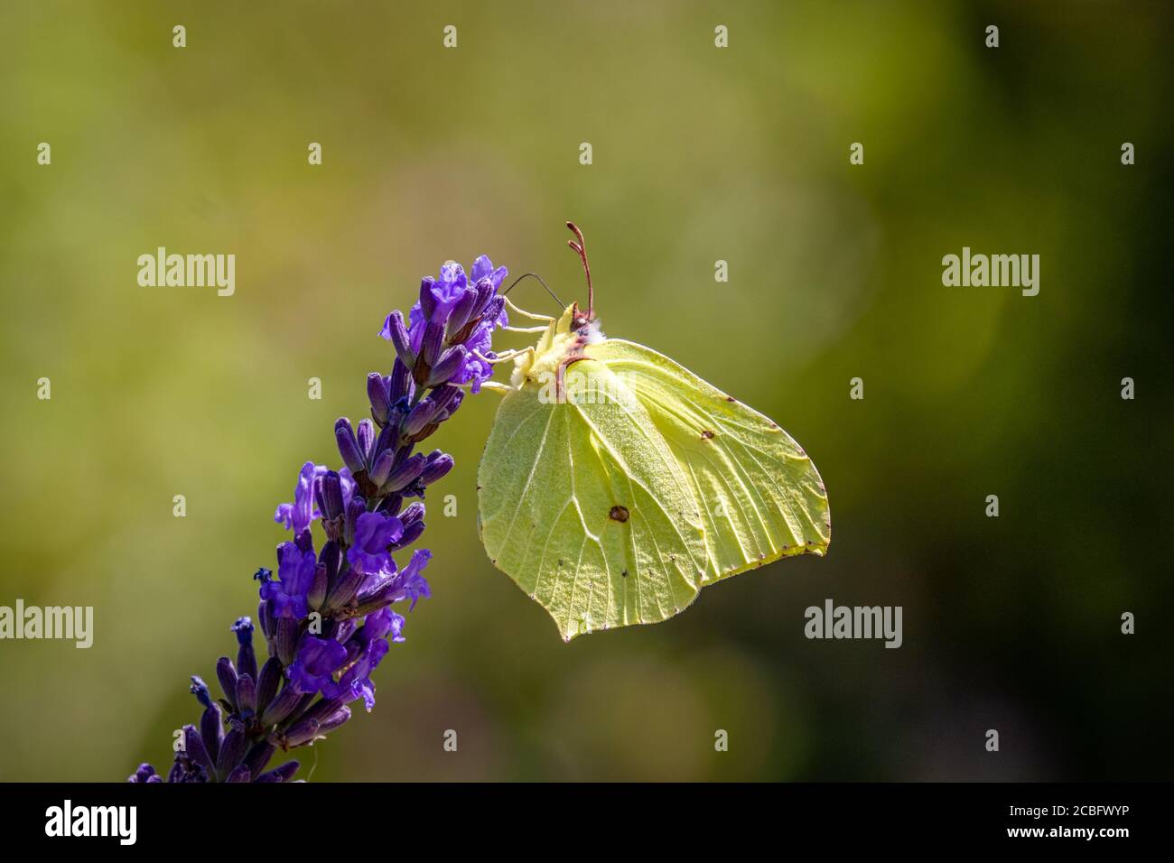 A Common brimstone butterfly (Gonepteryx rhamni) on Lavender Stock Photo