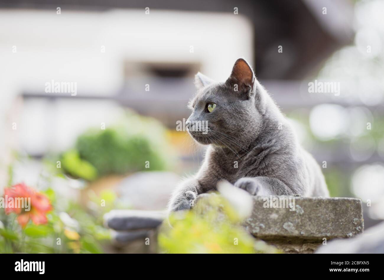 Gray Russian blue Cat portrait  relaxing lying outdoors Stock Photo