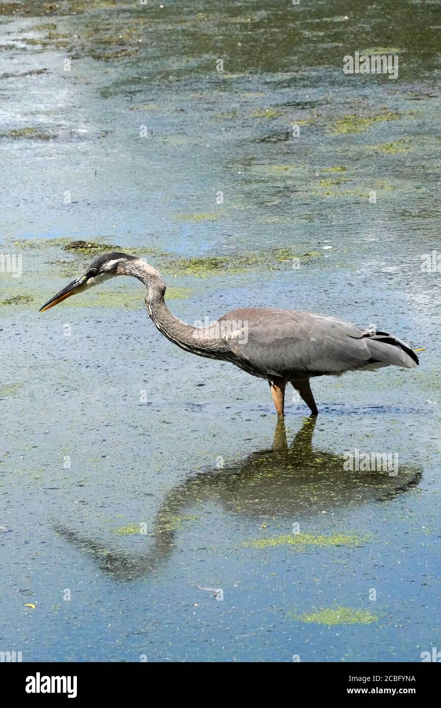 Great Blue Heron flock in marsh Stock Photo Alamy