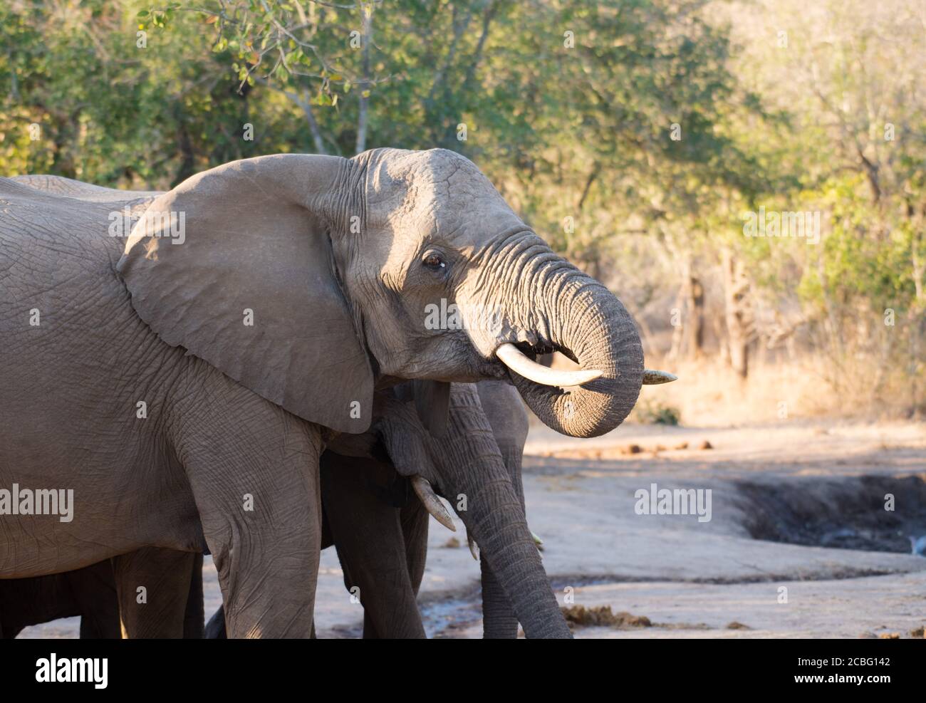 Elephant group at waterhole making turns to stand and drink water Stock Photo