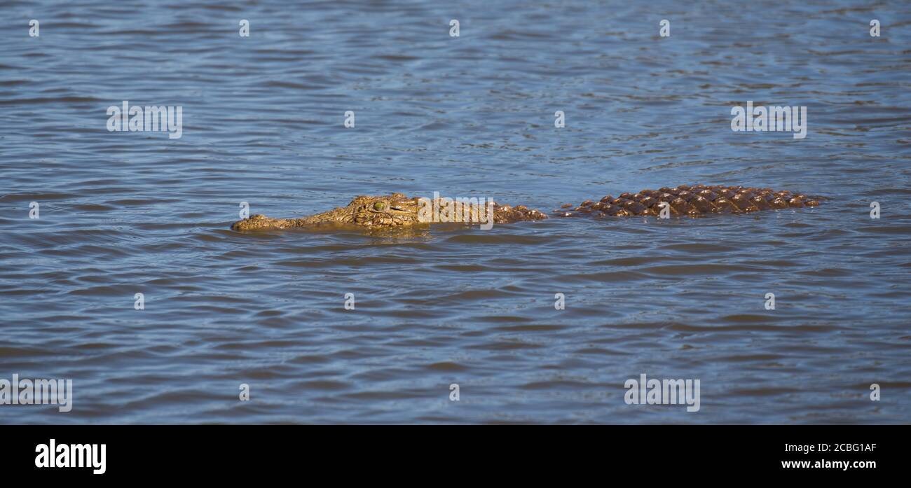 Crocodile swimming in the water with the head and back sticking out above the water Stock Photo