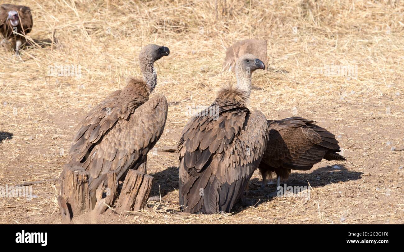 Vultures sitting on the ground after finished eating and staring around Stock Photo