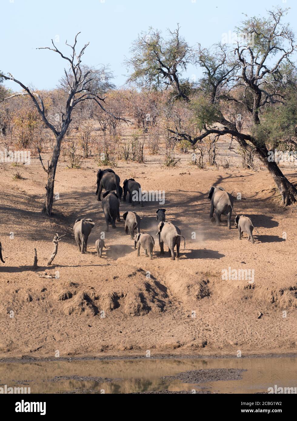 Elephant herd walking up the sandy slope through between two big thorn trees Stock Photo