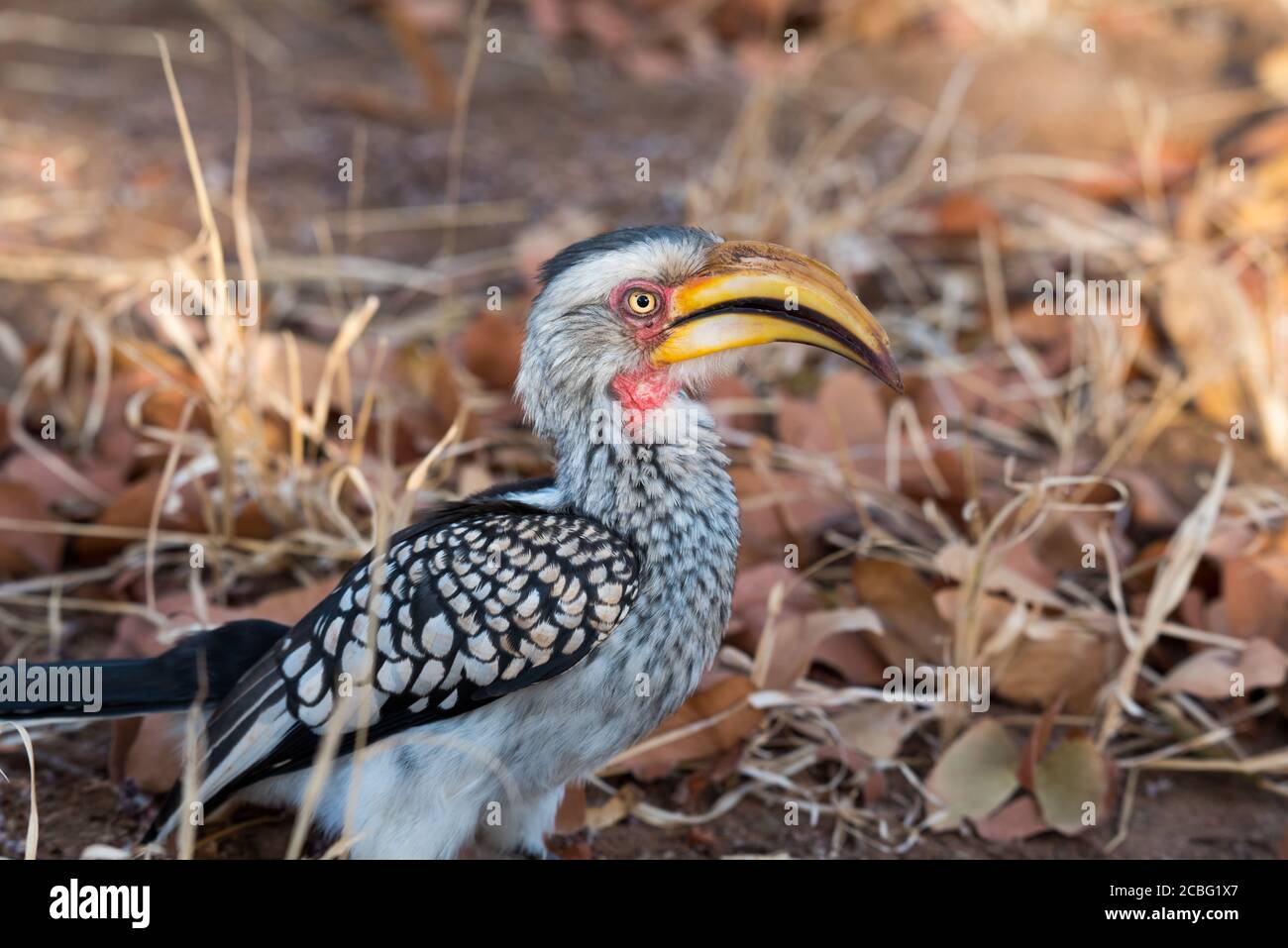 Yellow billed hornbill perched on the ground between grass and mopane leaves and relaxing staring around Stock Photo
