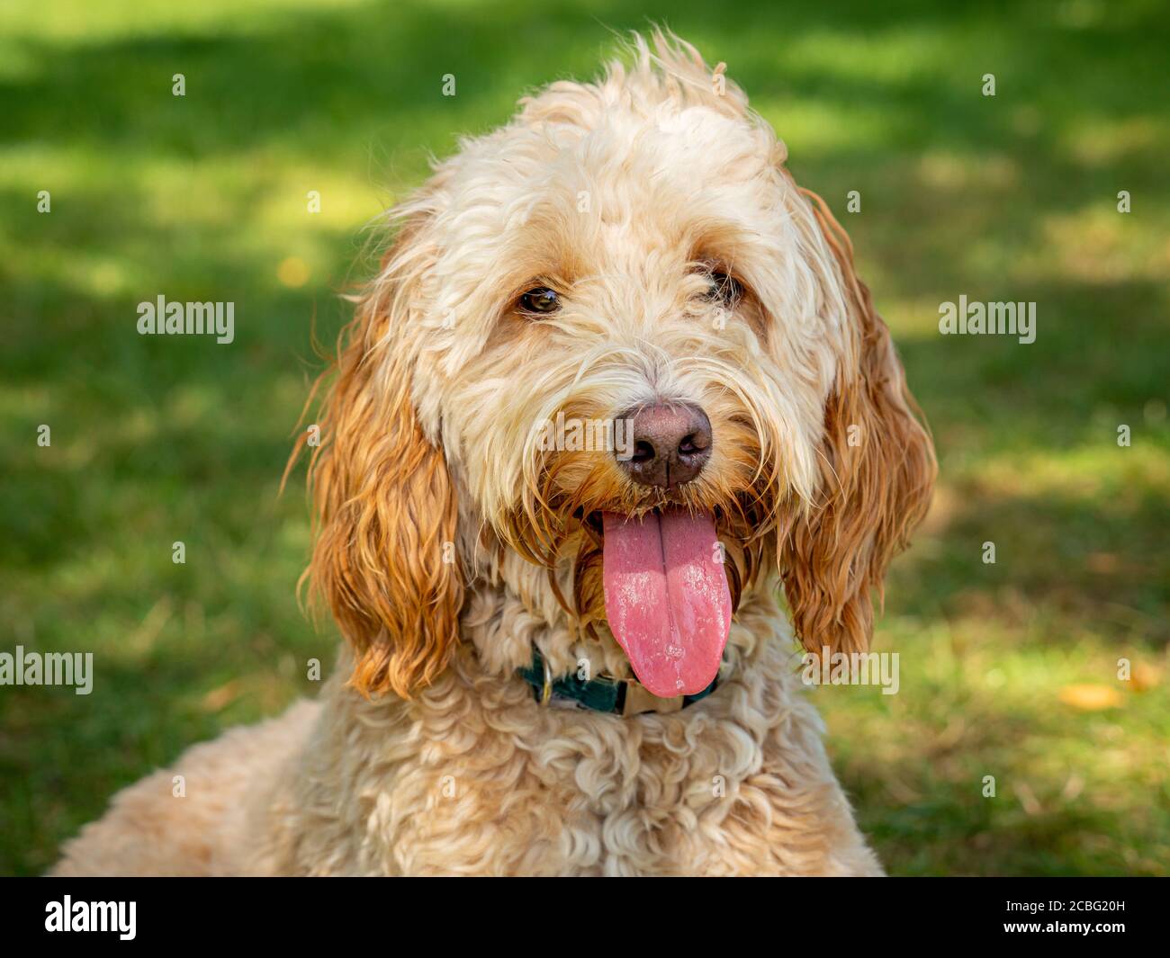 Cockapoo keeping cool in summer with tongue hanging out of mouth. Stock Photo