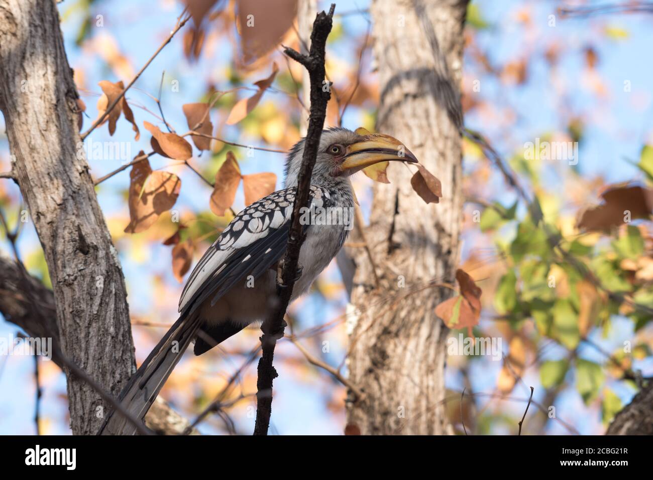 Yellow billed hornbill perched and relaxing staring around Stock Photo