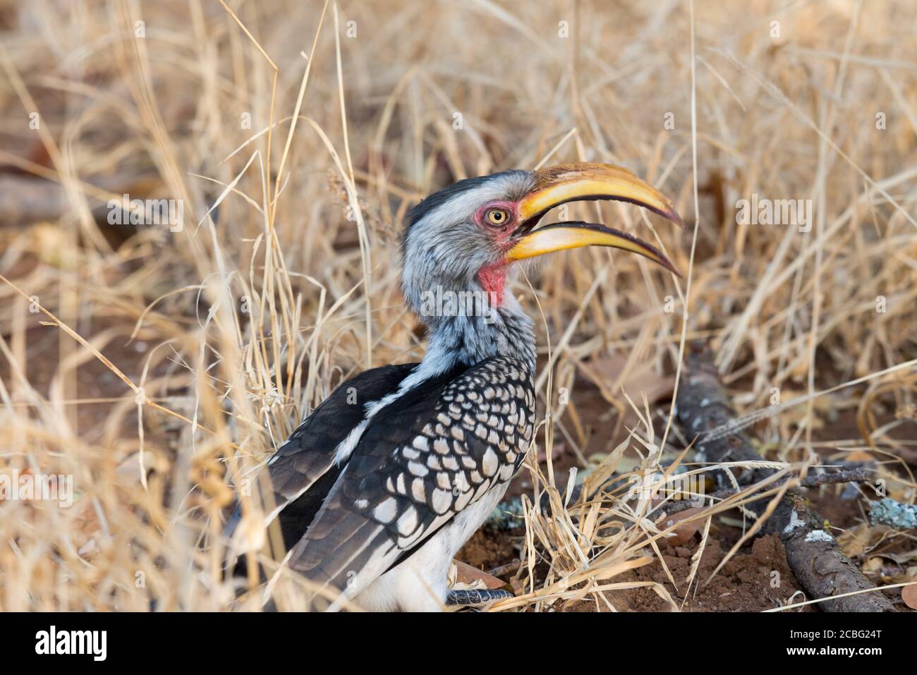 Yellow billed hornbill perched on the ground between grass and mopane leaves and relaxing staring around with its mouth open Stock Photo