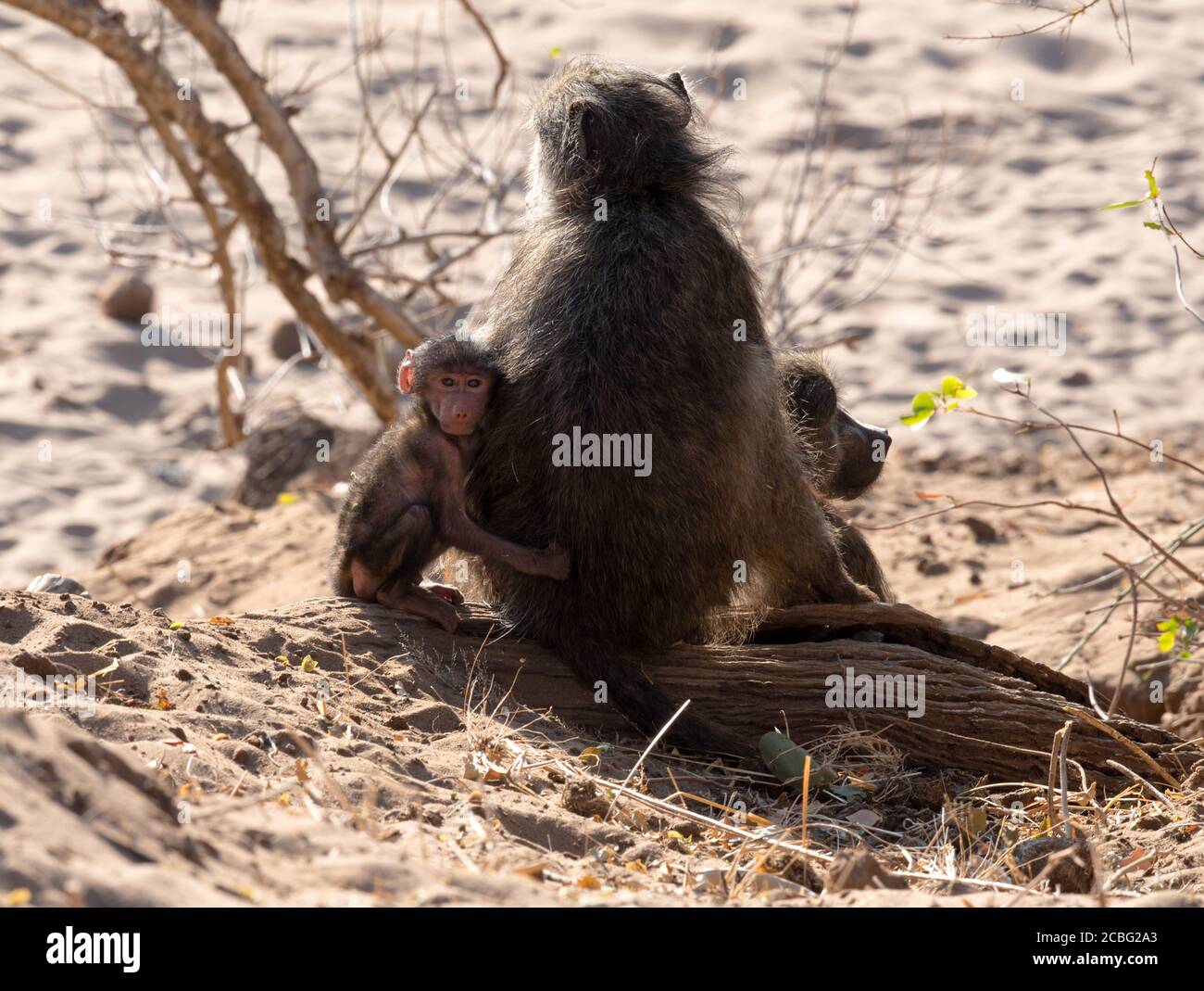 Baby baboon sitting tight next to mother and holding her by the hair and staring at camera man Stock Photo