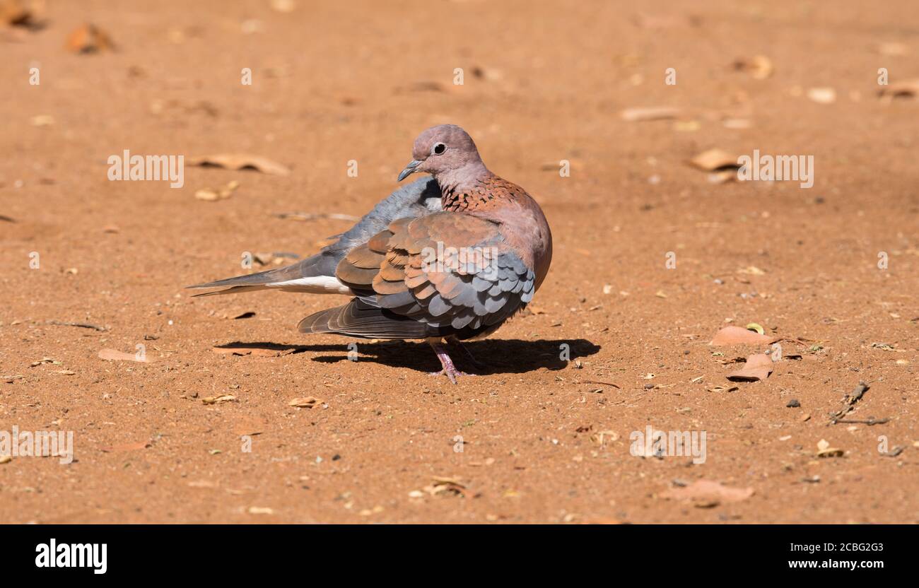 Dove standing on the ground with half open wing showing the blue grey and maroon wing color nicely Stock Photo