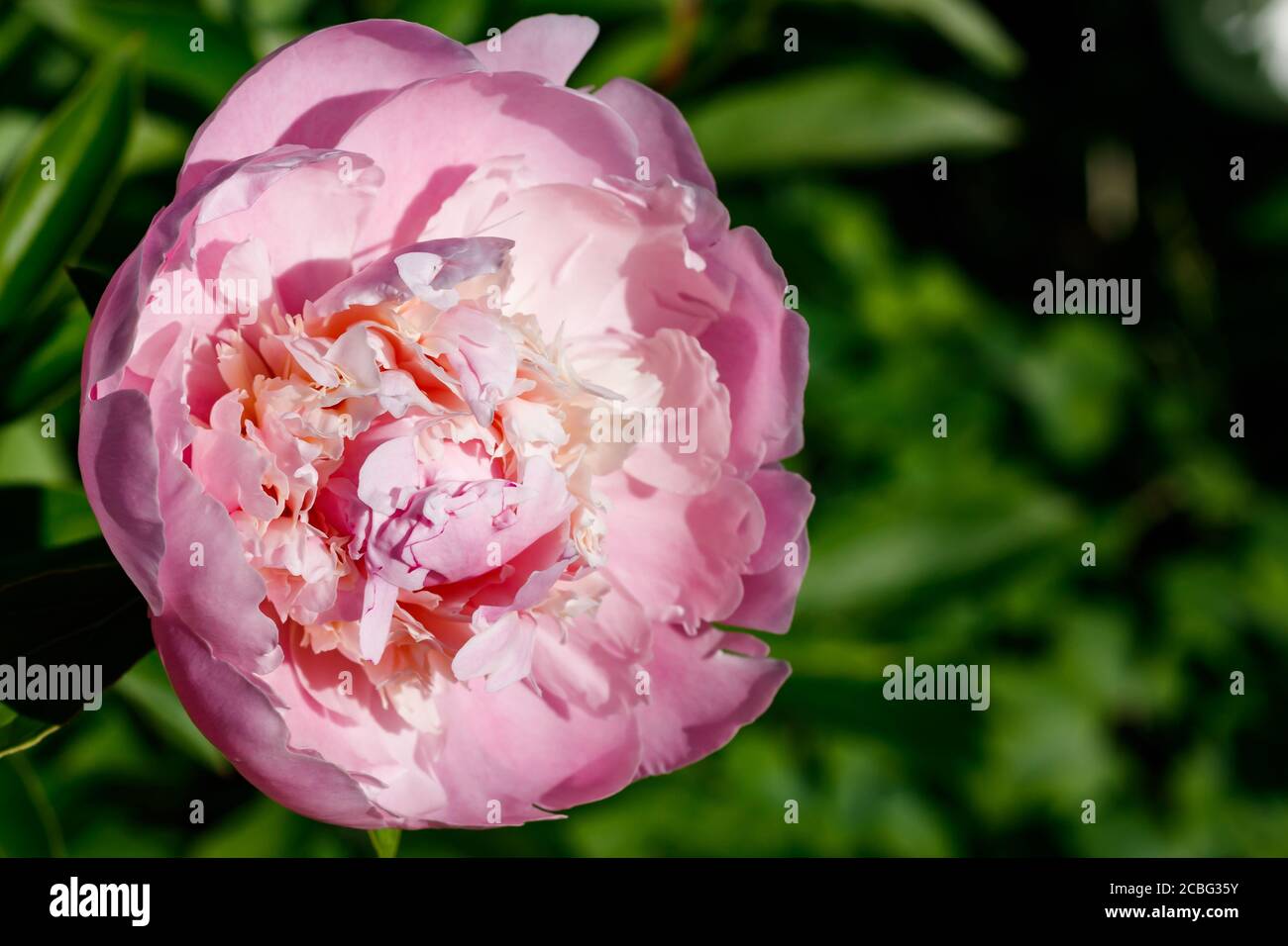 Pink peony flower blooming in the garden Stock Photo - Alamy