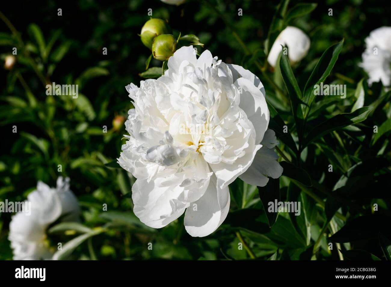 White peony flower blooming in the garden Stock Photo - Alamy