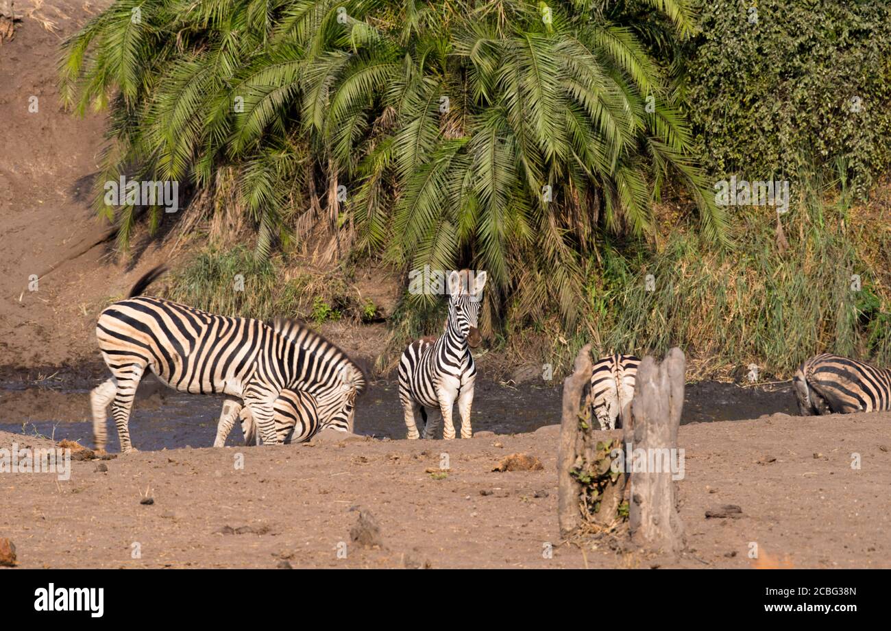 Zebra at muddy waterhole with green river plants and one zebra standing staring making sure no danger approaches Stock Photo