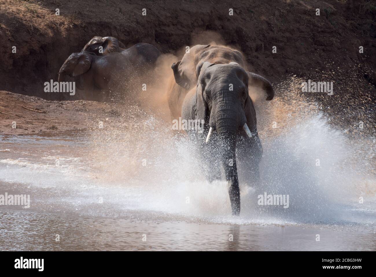 Water splashing as elephant bulls fighting Stock Photo