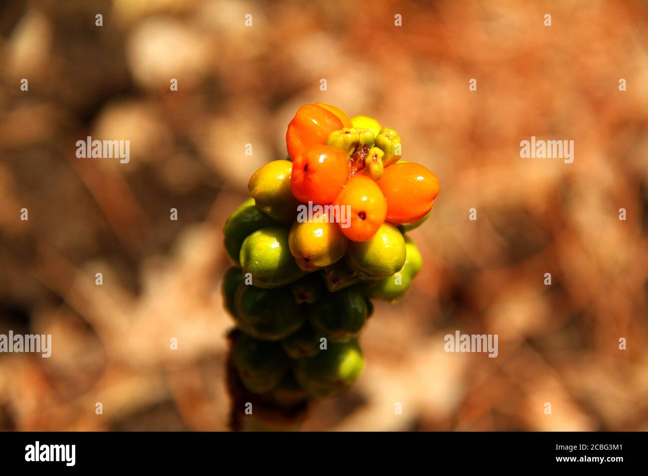 Arisaema triphyllum (Jack-in-the-pulpit) berries Stock Photo