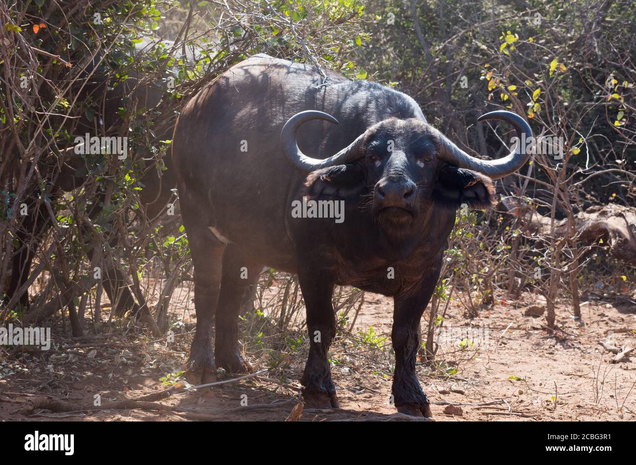 Buffalo female cow standing next to green bush with curly horns looking straight forward Stock Photo
