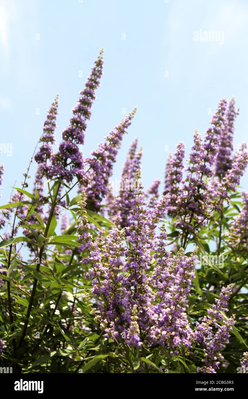 Vitex (Chaste tree) in bloom Stock Photo Alamy