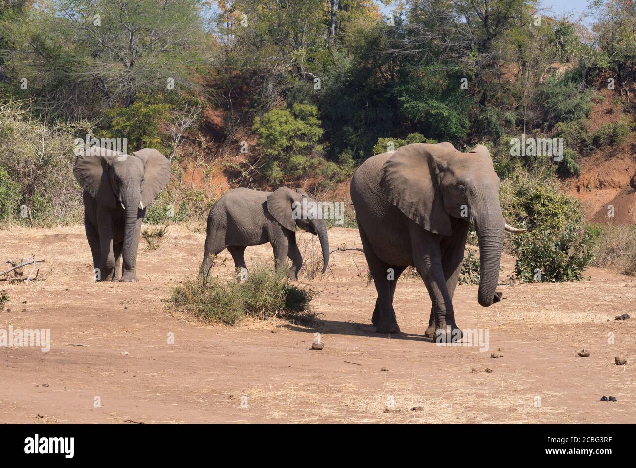 Mother elephant with two different age calves walking next to dry river bed Stock Photo