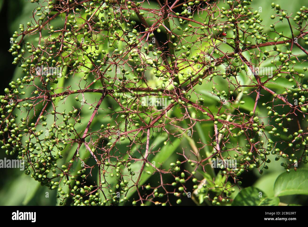 Poisonous when unripe hires stock photography and images Alamy