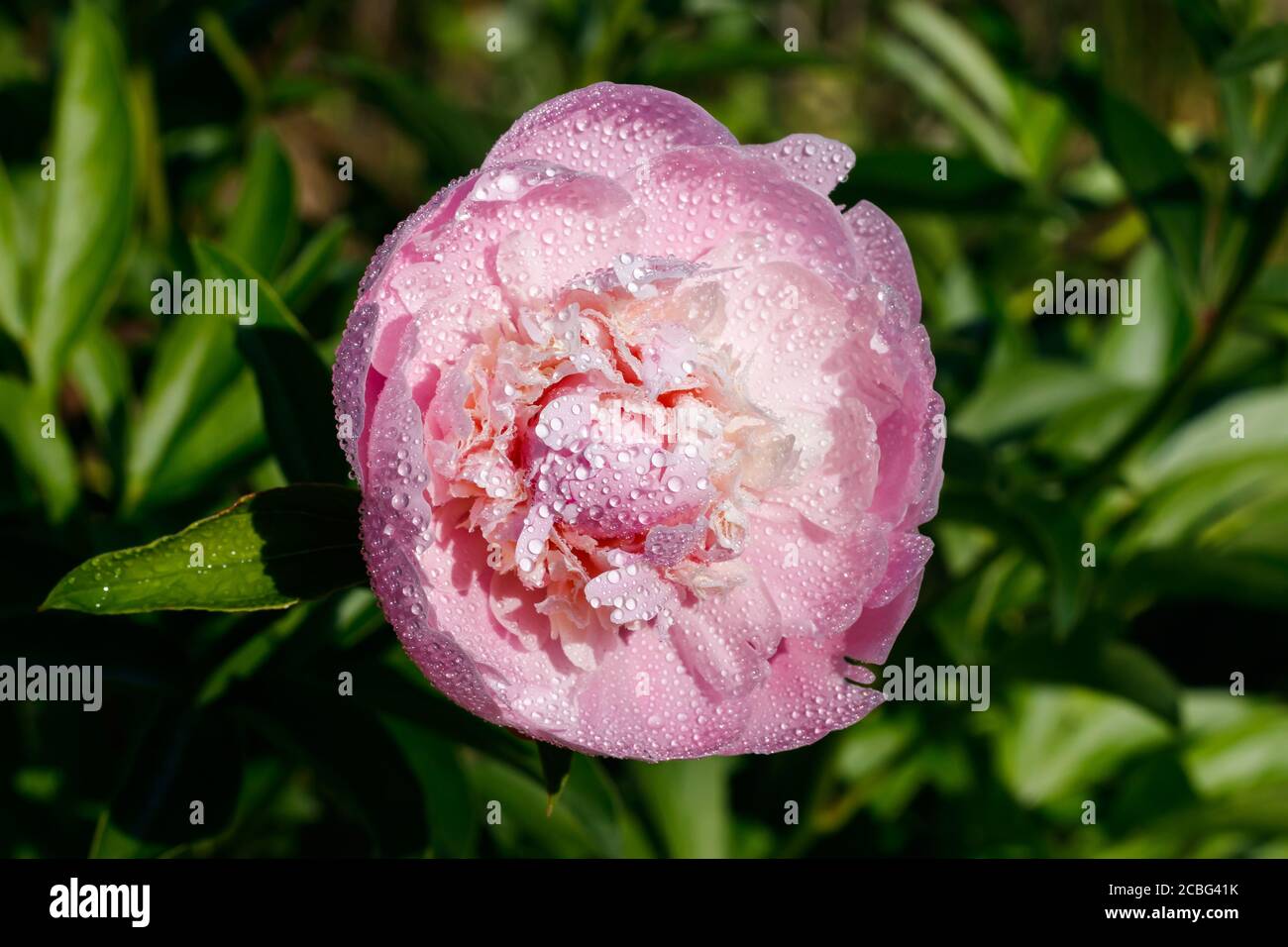 Pink peony flower with raindrops blooming in the garden Stock Photo - Alamy