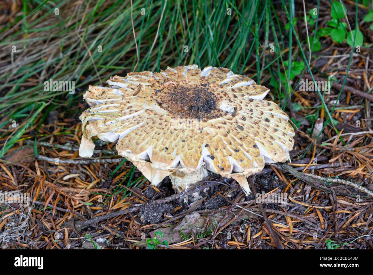 A freckled dapperling mushroom (Echinoderma asperum) Stock Photo