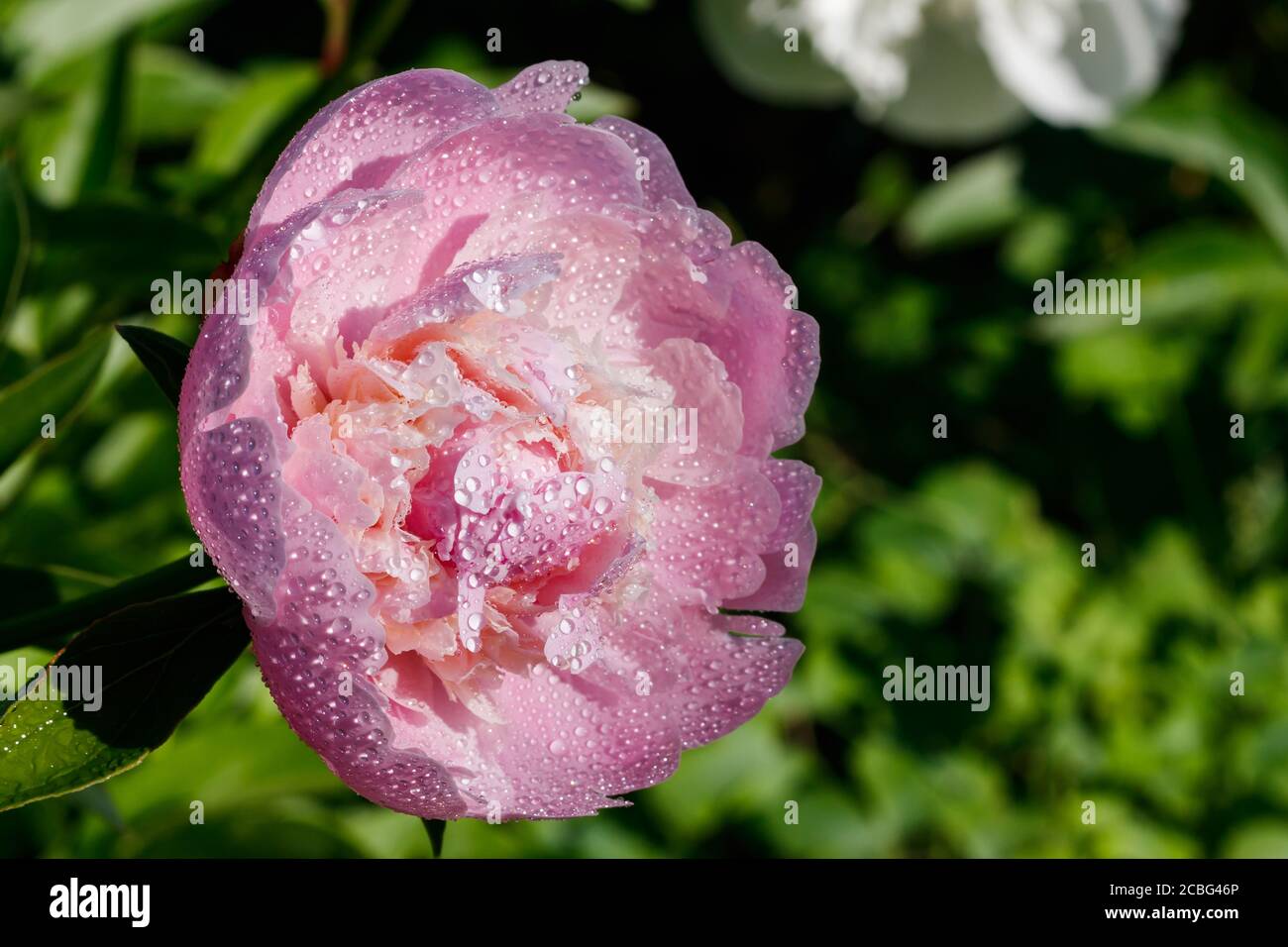Pink peony flower with raindrops blooming in the garden Stock Photo - Alamy