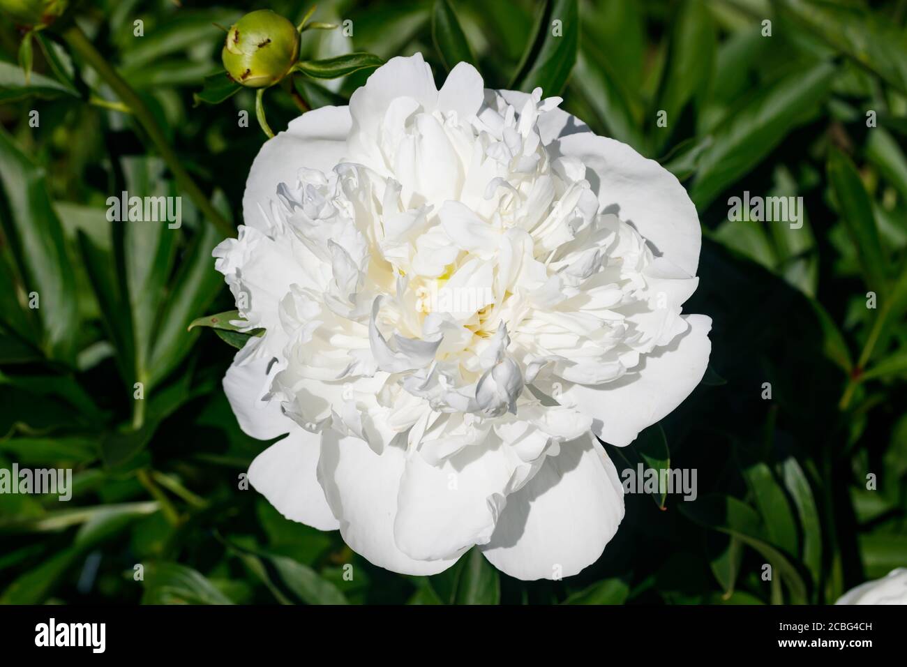 White peony flower blooming in the garden Stock Photo - Alamy