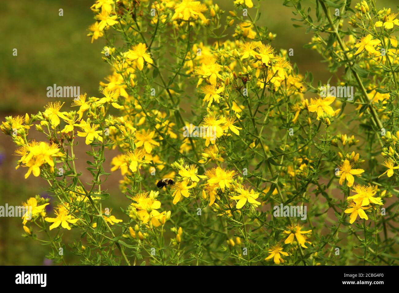 St John's wort (Hypericum perforatum) in bloom Stock Photo