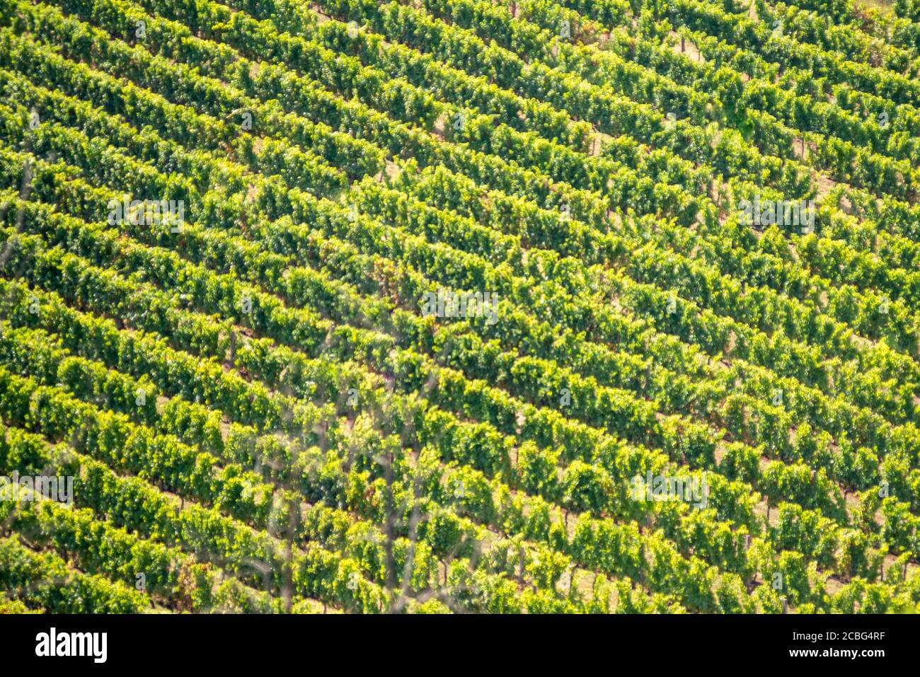 texture of a vineyard of grape plants viewed from afar Stock Photo