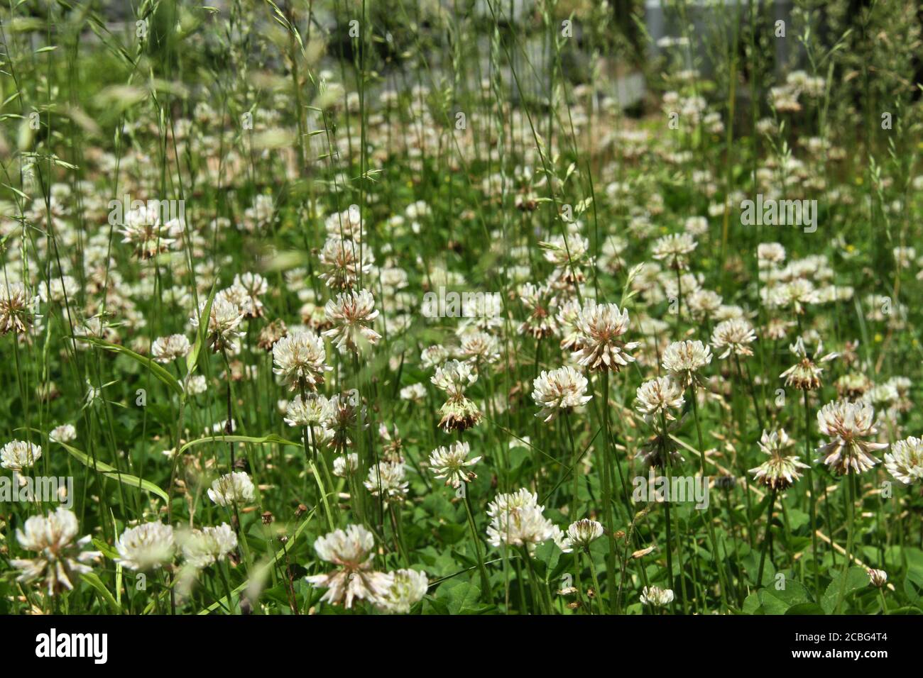 White clover flowers Stock Photo Alamy