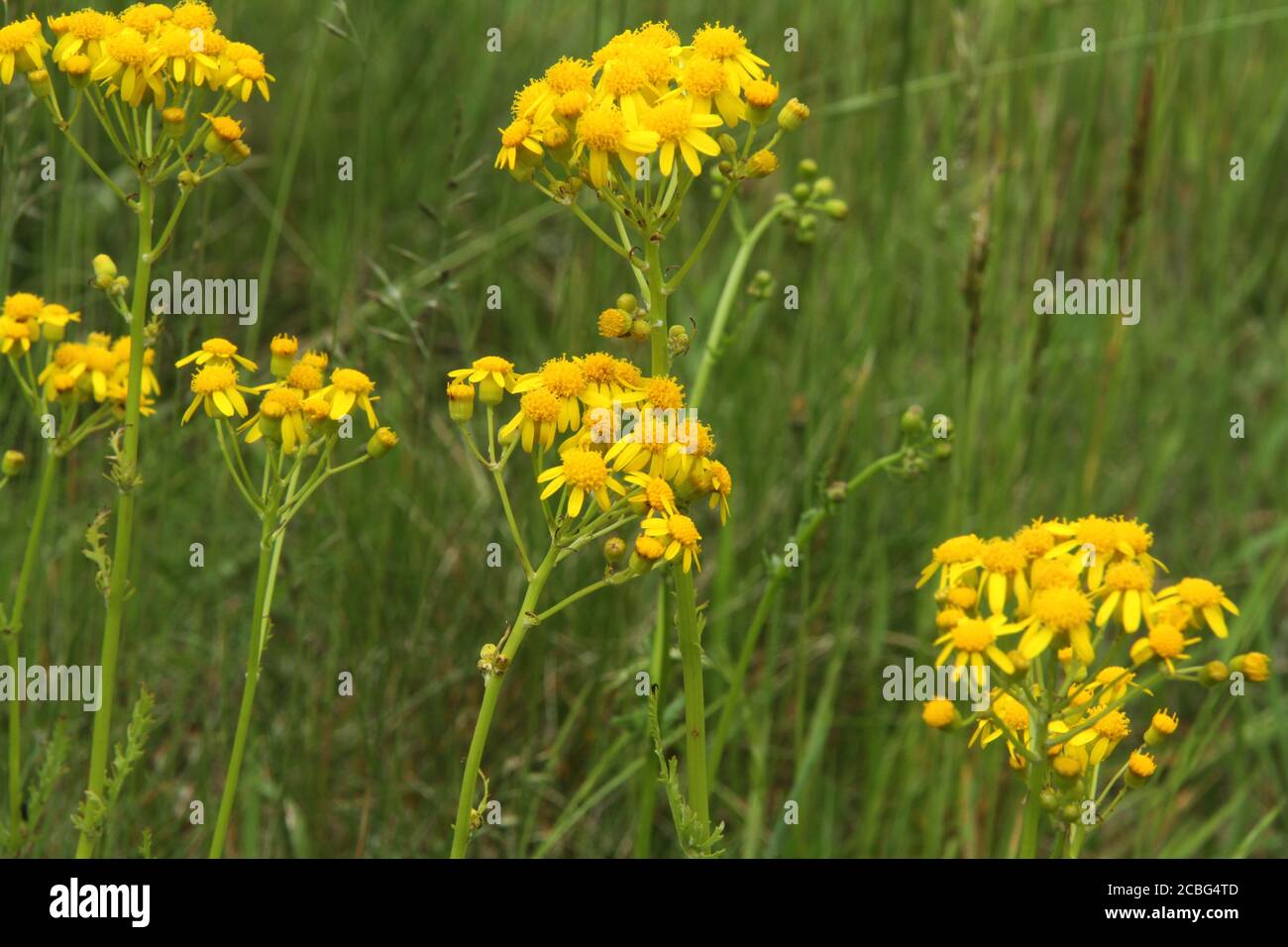 Butterweed (Packera Glabella) in bloom Stock Photo Alamy