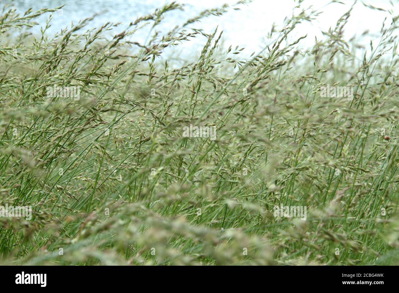 Close-up of tall grass, producing seeds Stock Photo