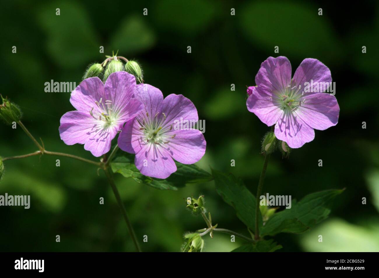 Wild geranium (Geranium maculatum) in bloom Stock Photo