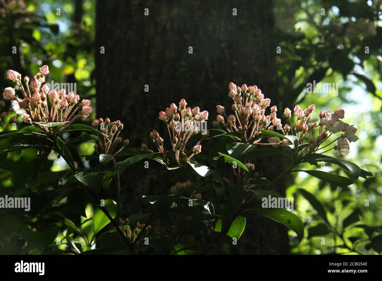 Mountain laurel shrub starting to bloom Stock Photo