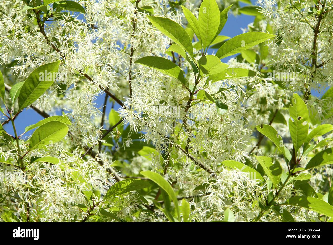 Close-up of Chionanthus virginicus (white fringetree) flowers Stock Photo